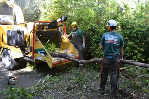 tree services Paia